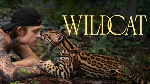 Wildcat still
