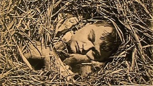 The Hayseed The Hayseed