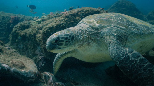 Return: Saving Turtles