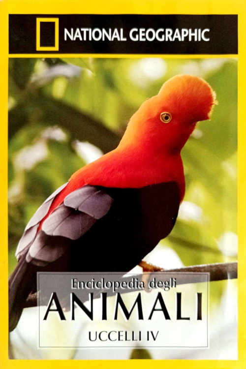 Il Playboy della Foresta Australiana