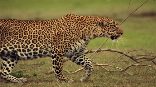 Die Leopardin — Fondos 2