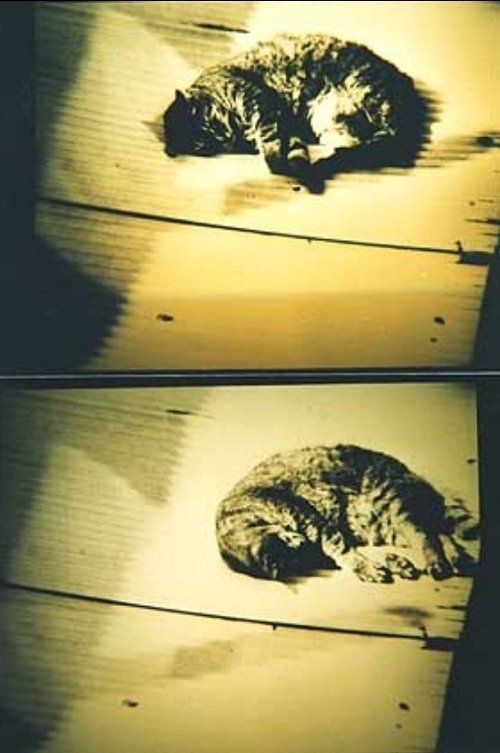 Cat poster