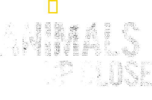 Animals Up Close with Bertie Gregory