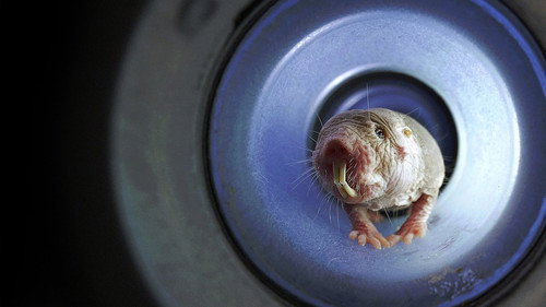 Naked Mole Rats Backdrop Blur