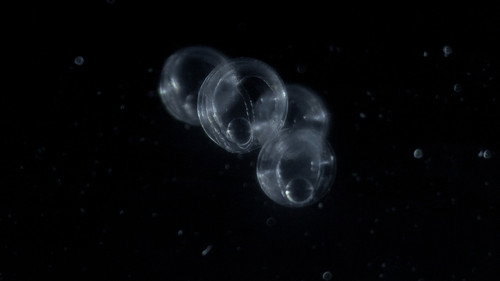 Hidden Dance of Eels