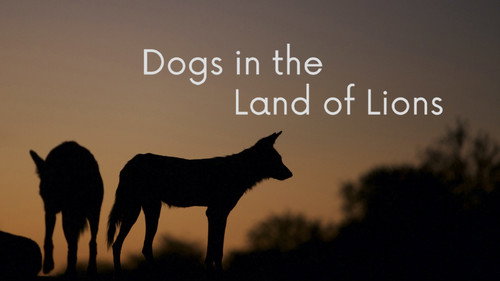 Dogs in the Land of Lions
