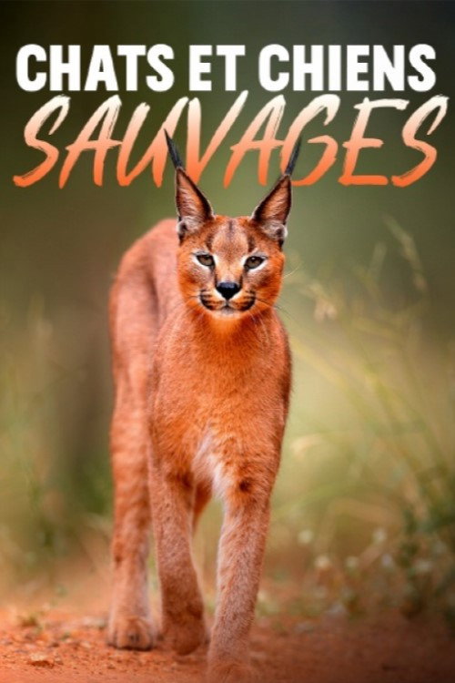 Chats et chiens sauvages poster