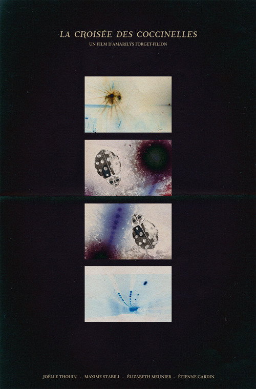 La croisée des coccinelles poster
