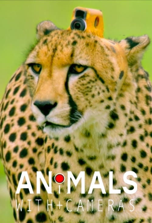 Poster Animals with Cameras