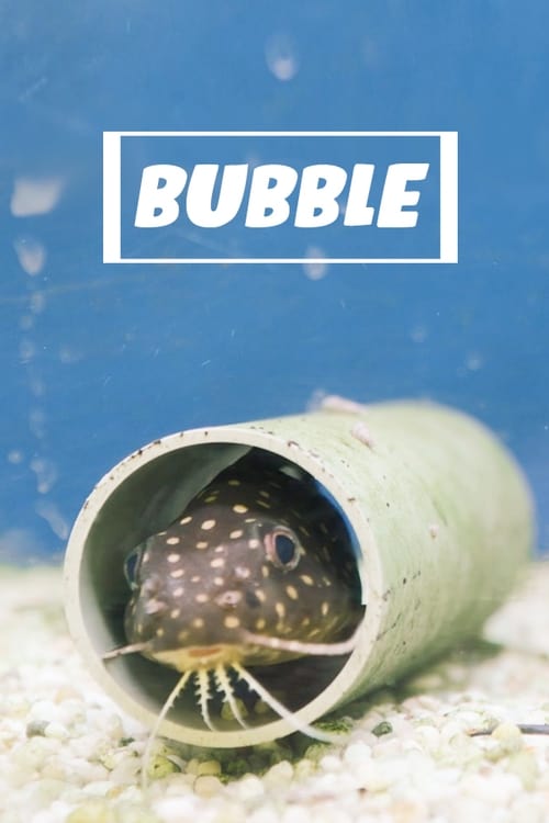 Poster Bubble 2020