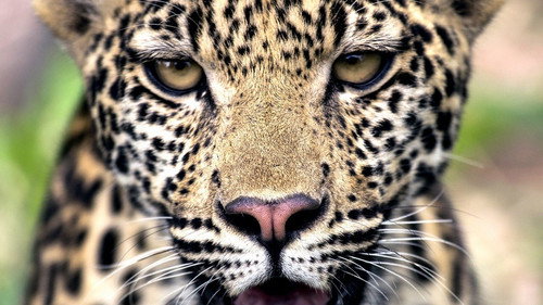 South Africa: Cradle of Killers Backdrop Blur