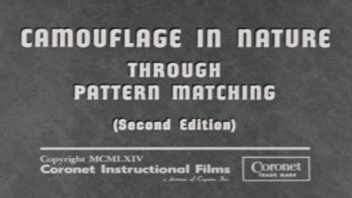 Camouflage In Nature: Through Pattern Matching (Second Edition) Backdrop Blur