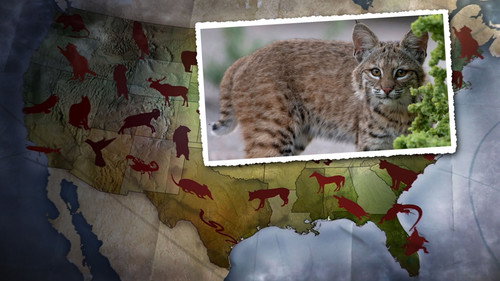 United States of Animals - Season 1 Backdrop Blur