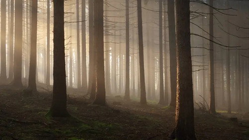 Secrets of the Enchanted Forests