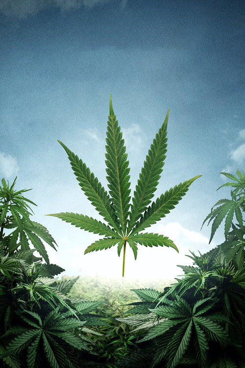 Official poster of Cannabis (2020) - Documentary