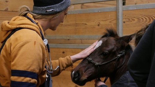 Poster della serie Heartland Docs, DVM