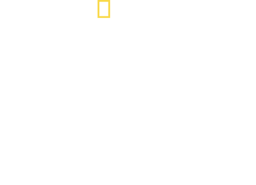 Orca Vs. Great White