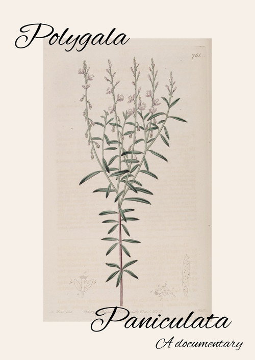 Polygala Paniculata poster