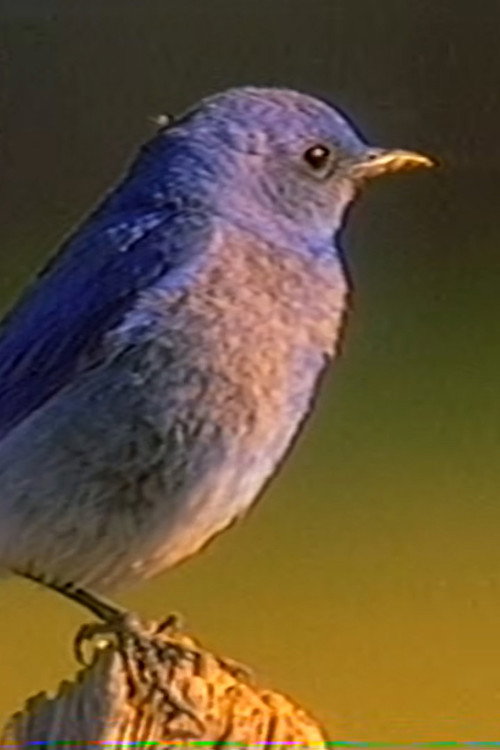 berb