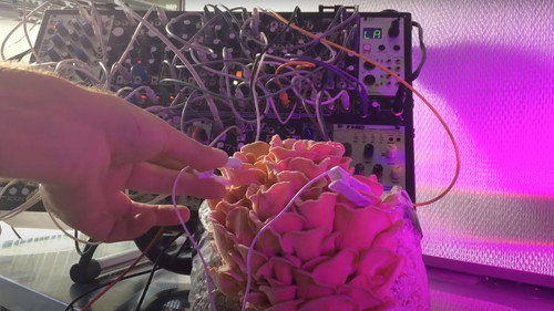 Green Grey Black Brown