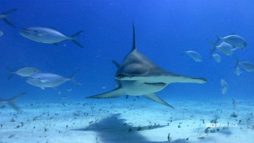 Hammerheads and Humpbacks