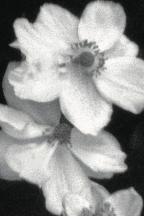 Weiße Blumen (Für P)