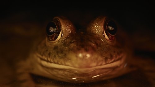 Nightmares of Nature
