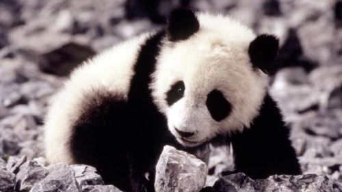 The Amazing Panda Adventure The Amazing Panda Adventure