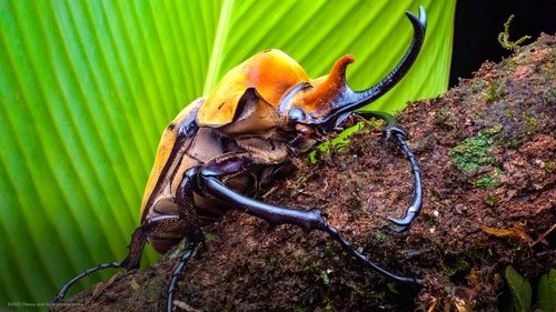 A Real Bug's Life