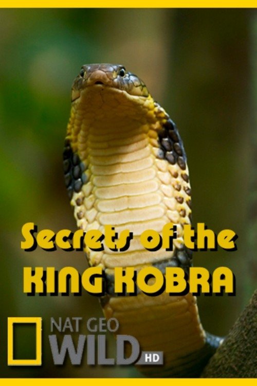 Secrets of the King Cobra 2012