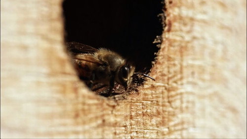 Être avec les abeilles Backdrop Blur