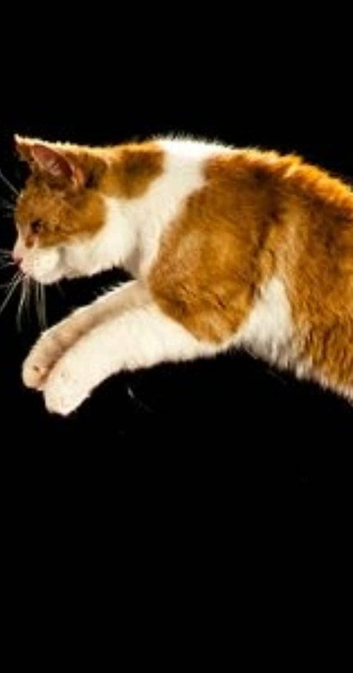 The Story of Cats