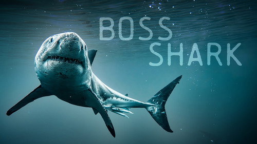 Boss Shark still