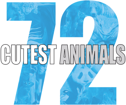 72 Cutest Animals
