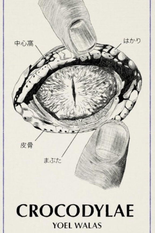 Crocodylae