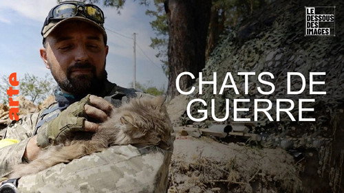 Image Chats de guerre