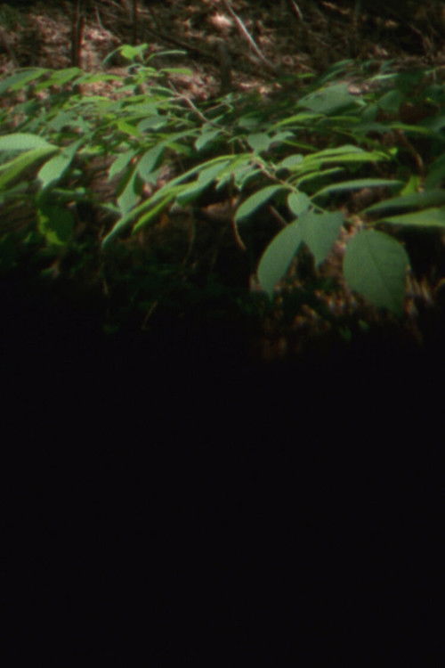 Cartell de 38 River Road