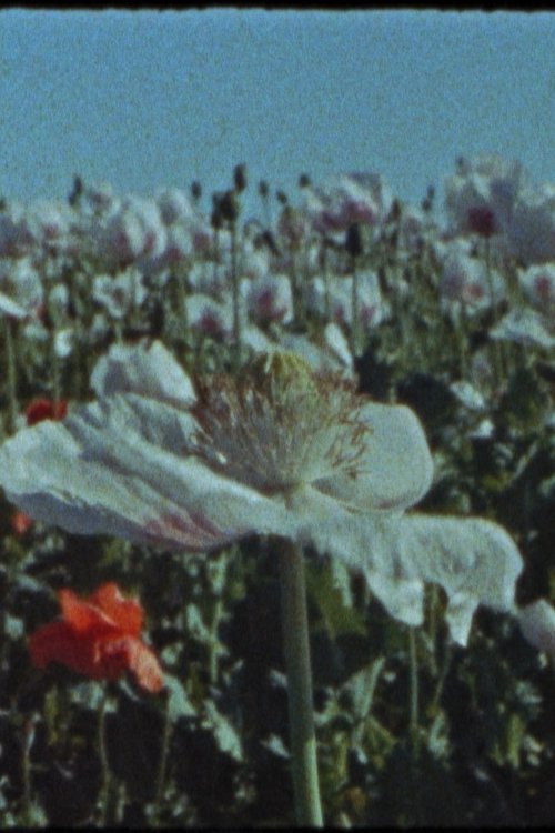 Apocalypse Yesterday, Today, Tomorrow, and the Day After Tomorrow