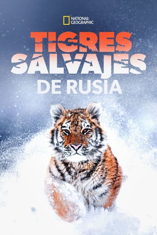 Russia's Wild Tiger