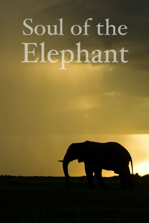 Soul of the Elephant 2015