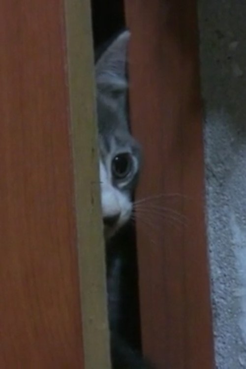 The record of my cat movie poster player