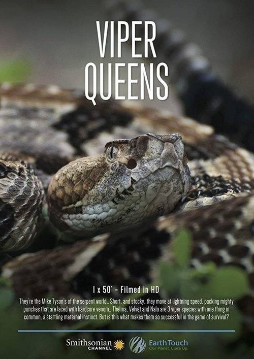 Viper Queens poster