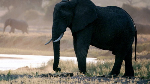 Katavi Nationalpark Tansania - Season 1 Backdrop Blur
