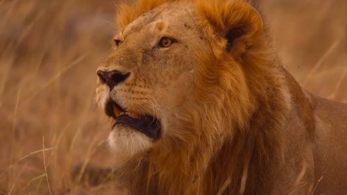 O Misterioso Mundo dos Sons com David Attenborough: 1×1