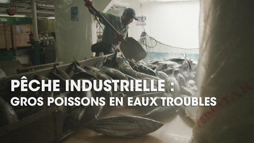 Image Pêche industrielle : gros poissons en eaux troubles