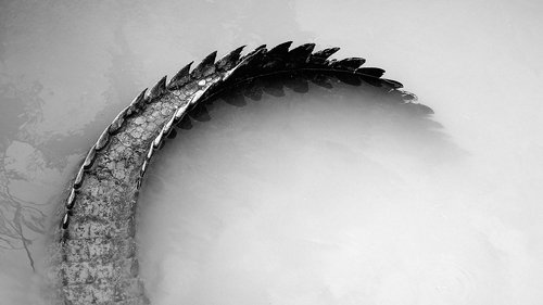 Gator Boys : au secours des alligators