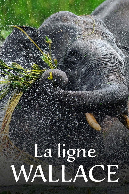 La ligne Wallace: Une frontière naturelle entre l'Asie et l'Australie