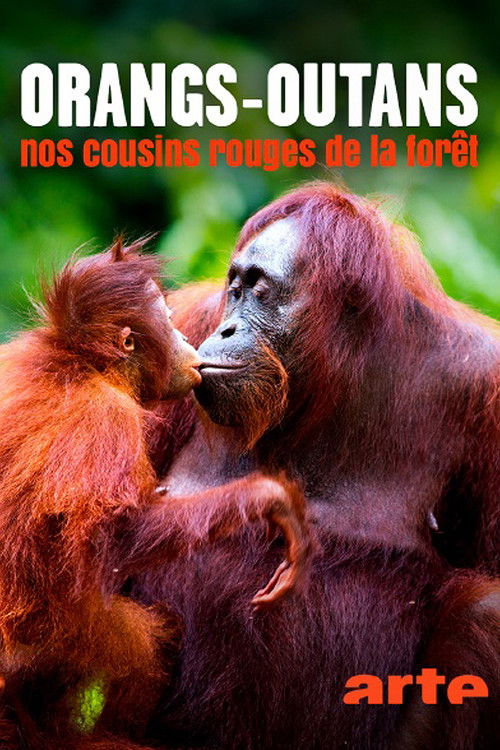 Orang Utans - Keepers of the Jungle poster