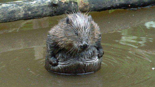 Urwald von morgen – Nationalpark Eifel