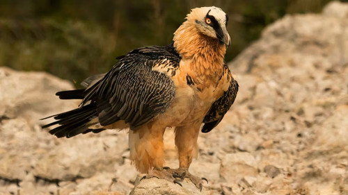 Jaquette Return of the Vultures